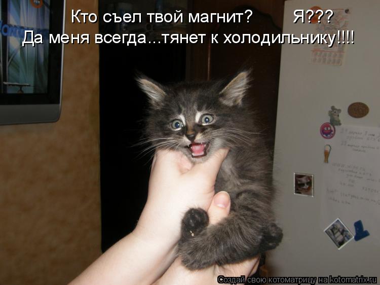 Кто съел твой магнит? Я??? Да меня всегда...тянет к холодильнику!!!!... Котоматрица: Кто съел твой магнит? Я??? Да меня всегда...тянет к холодильнику!!!!