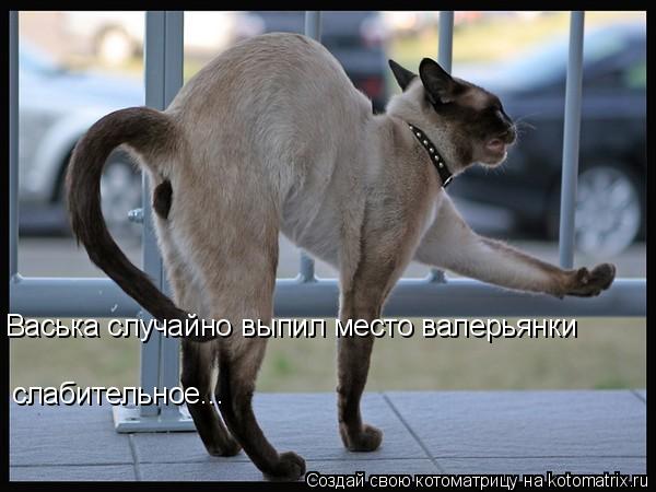 Васька случайно выпил место валерьянки слабительное...... Котоматрица: Васька случайно выпил место валерьянки слабительное...