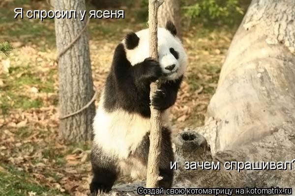 Котоматрица: Я спросил у ясеня  и  зачем спрашивал?