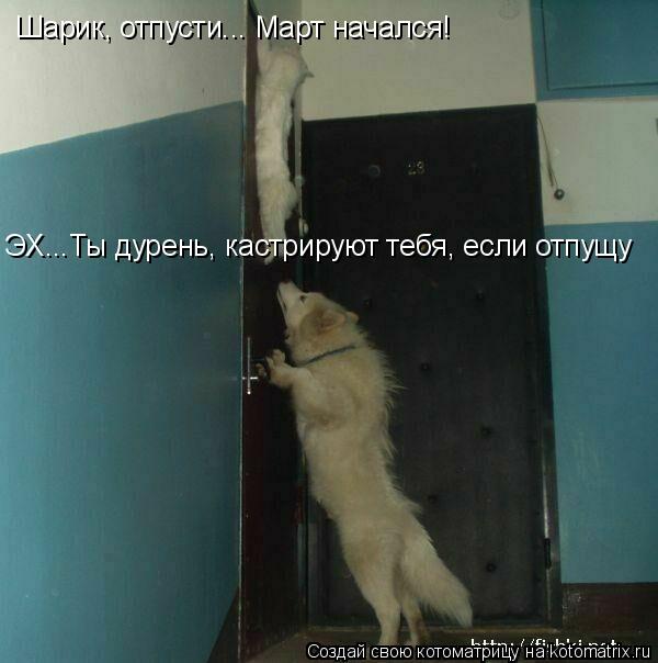 Котоматрица: Шарик, отпусти... Март начался! ЭХ...Ты дурень, кастрируют тебя, если отпущу