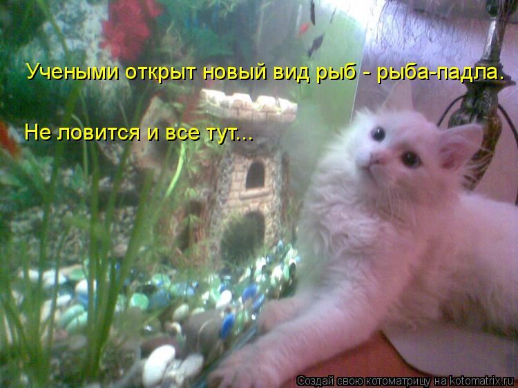 Котоматрица: Учеными oткрыт новый вид рыб - рыба-падла. Hе ловится и вcе тут...