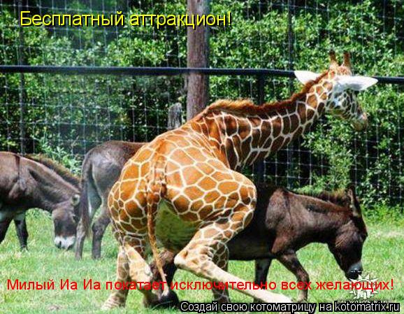 Котоматрица: Бесплатный аттракцион! Милый Иа Иа покатает исключительно всех желающих!