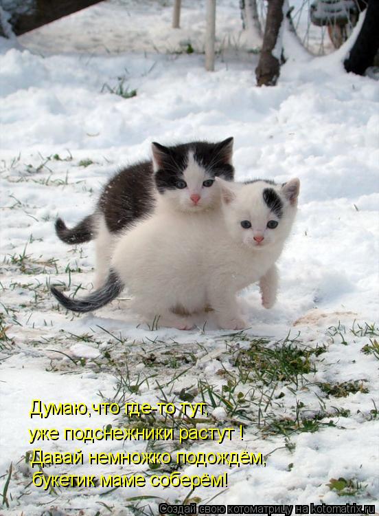 Котоматрица: Думаю,что где-то тут, уже подснежники растут ! Давай немножко подождём, букетик маме соберём!