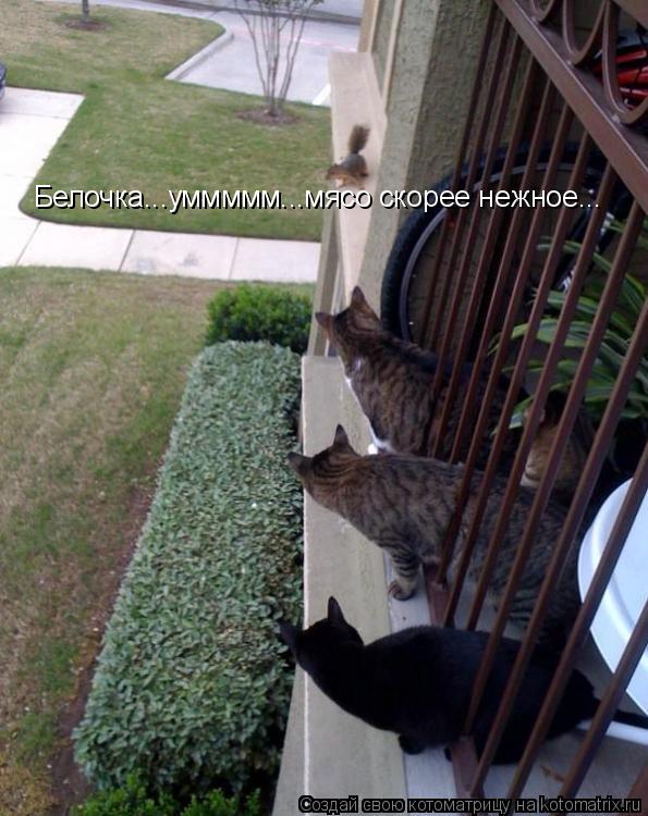 Котоматрица: Белочка...уммммм...мясо скорее нежное...