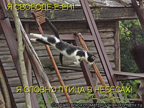 Котоматрица: Я СВОБОДЕ-Е-ЕН! Я СЛОВНО ПТИЦА В НЕБЕСАХ!