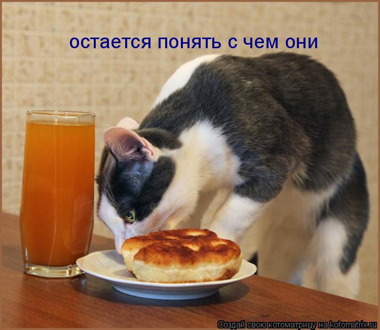 Котоматрица: остается понять с чем они