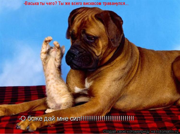Котоматрица: -О боже дай мне сил!!!!!!!!!!!!!!!!!!!!!!!!!!!! -Васька ты чего? Ты же всего вискасом траванулся...