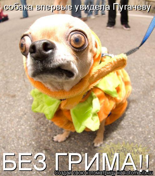 Котоматрица: собака впервые увидела Пугачеву БЕЗ ГРИМА !!