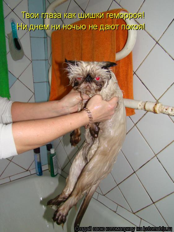 Котоматрица: Твои глаза как шишки геморроя! Ни днем ни ночью не дают покоя!