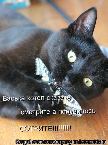 Котоматрица: Васька хотел сказать смотрите а получилось СОТРИТЕ!!!!!!!!! Васька хотел сказать  смотрите а получилось  СОТРИТЕ!!!!!!!!!