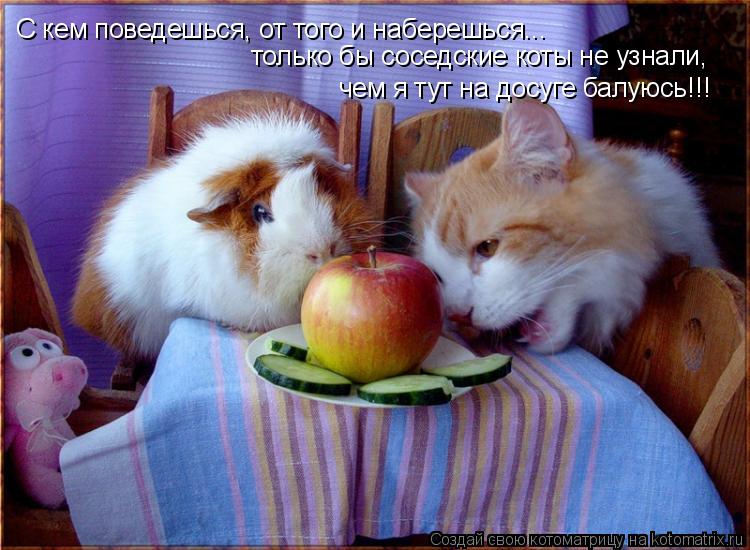 Котоматрица: С кем поведешься, от того и наберешься... только бы соседские коты не узнали,  чем я тут на досуге балуюсь!!!