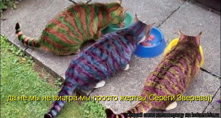 Котоматрица: да не мы не виагра мы просто жертвы Серёги Зверева))