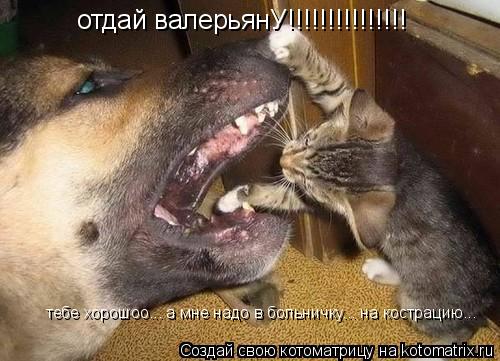 Котоматрица: отдай валерьянУ!!!!!!!!!!!!!!! тебе хорошоо... а мне надо в больничку... на кострацию...