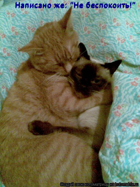 Котоматрица: Написано же: "Не беспокоить!" Написано же: "Не беспокоить!" Написано же: "Не беспокоить!"