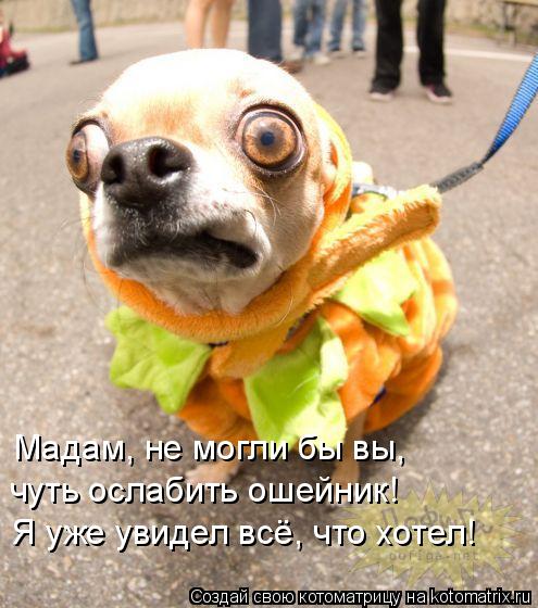 Котоматрица: Мадам, не могли бы вы,  чуть ослабить ошейник! Я уже увидел всё, что хотел!