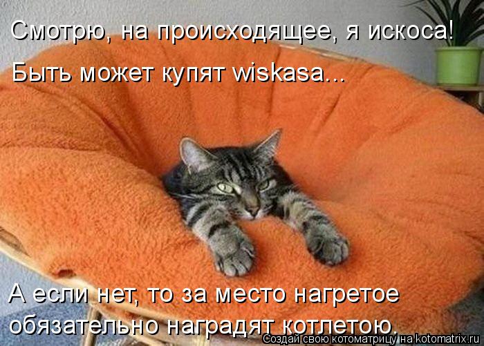 Котоматрица: Смотрю, на происходящее, я искоса! Быть может купят wiskasa... А если нет, то за место нагретое обязательно наградят котлетою.