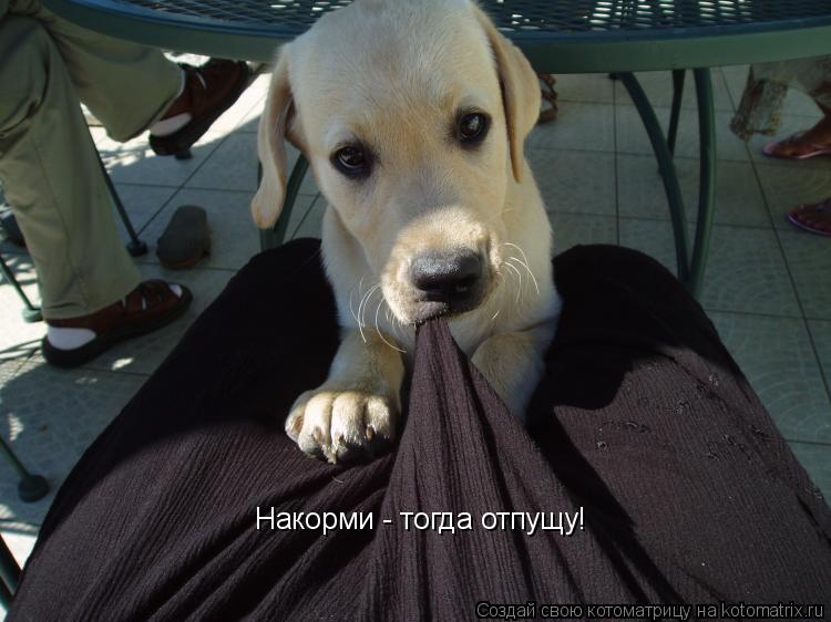 Котоматрица: Накорми - тогда отпущу!