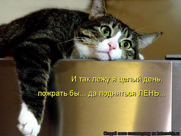 Котоматрица: И так лежу я целый день, пожрать бы... да подняться ЛЕНЬ...