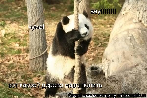 Котоматрица: вау!!!!!!!! чума! вот какое? дерево надо полить