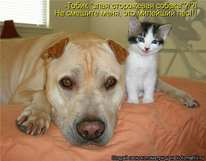Котоматрица: -Тобик "злая сторожевая собака"?!?! Не смешите меня, это милейший пёс!!!