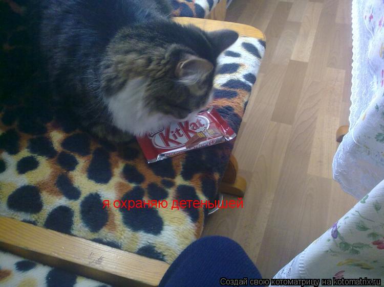 Котоматрица: я охраняю детенышей