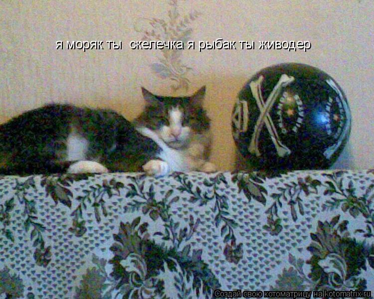 Котоматрица: я моряк ты  скелечка я рыбак ты живодер