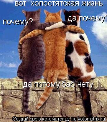 Котоматрица: вот такая  холос вот  холостятская жизнь почему? да почему? да потому баб нету