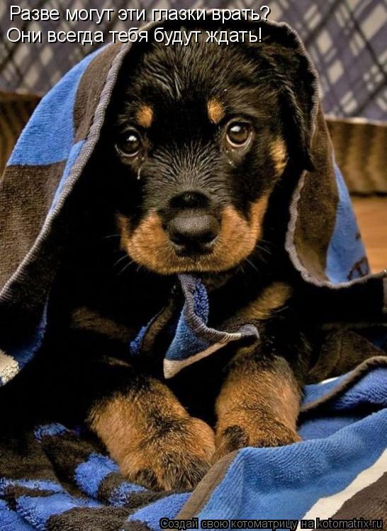 Котоматрица: Разве могут эти глазки врать? Они всегда тебя будут ждать!