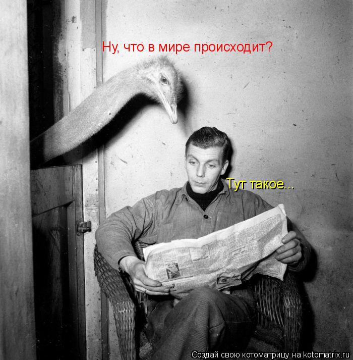 Котоматрица: Ну, что в мире происходит?  Тут такое...