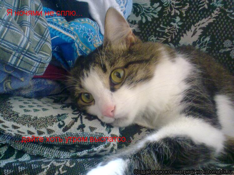 Котоматрица: Я ночями не сплю... ...дайте хоть утром выспатсо...