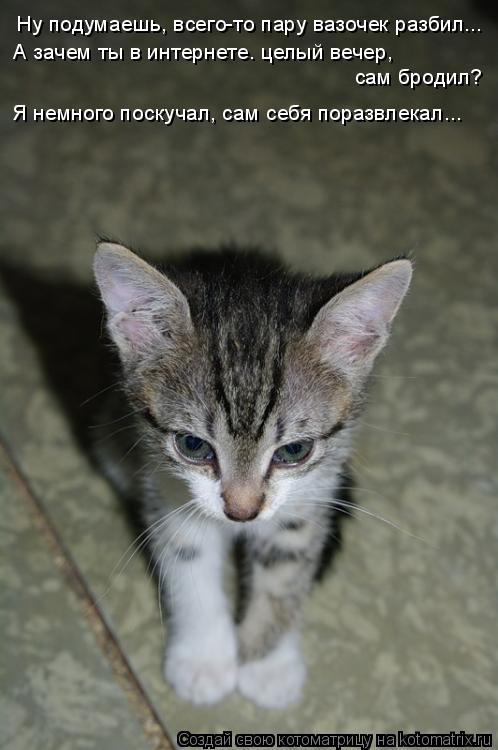 Котоматрица: Ну подумаешь, всего-то пару вазочек разбил... А зачем ты в интернете. целый вечер,  сам бродил? Я немного поскучал, сам себя поразвлекал...
