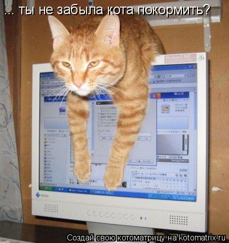 Котоматрица: ... ты не забыла кота покормить?