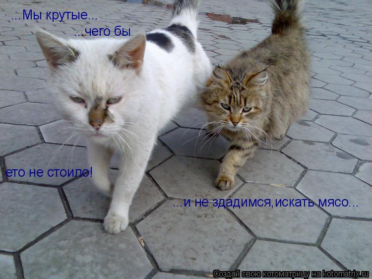 Котоматрица: ...Мы крутые... ...и не здадимся,искать мясо... ...чего бы ето не стоило!