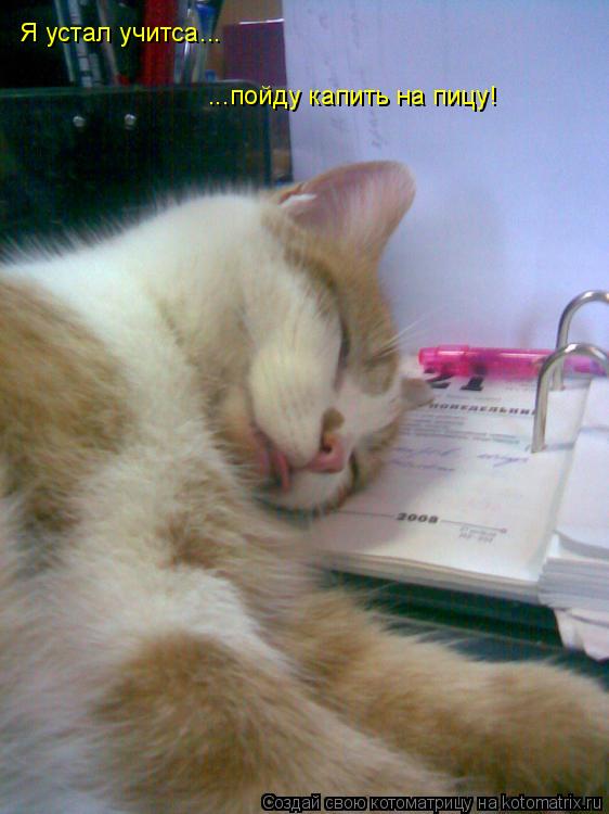 Котоматрица: Я устал учитса... ...пойду капить на пицу!