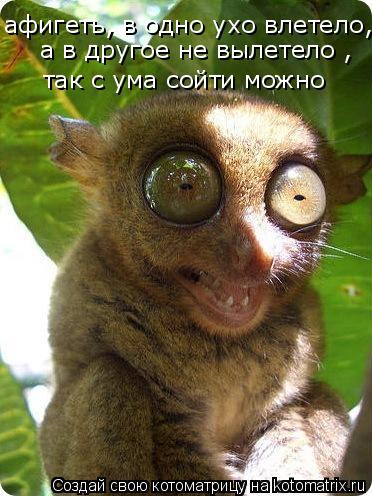 Котоматрица: афигеть, в одно ухо влетело,  а в другое не вылетело , так с ума сойти можно