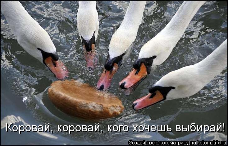 Котоматрица: Коровай, коровай, кого хочешь выбирай!