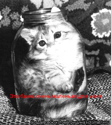 Котоматрица: Эта банка очень маленьая для меня