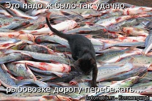Котоматрица: Это надо ж было так удачно рыбовозке дорогу перебежать...