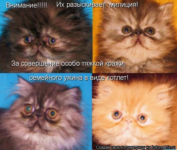 Котоматрица: Внимание!!!!! Их разыскивает  милиция! За совершение особо тяжкой кражи,  семейного ужина в виде котлет!