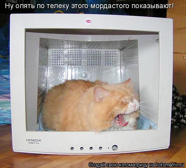 Котоматрица: Ну опять по телеку этого мордастого показывают!
