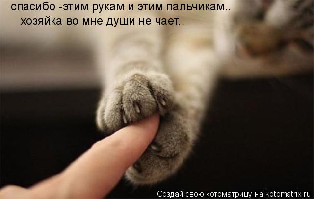 хозяйка во мне души не чает.. спасибо -этим рукам и этим пальчикам..... Котоматрица: хозяйка во мне души не чает.. спасибо -этим рукам и этим пальчикам..