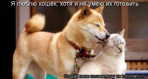 Котоматрица: Я люблю кошек, хотя и не умею их готовить