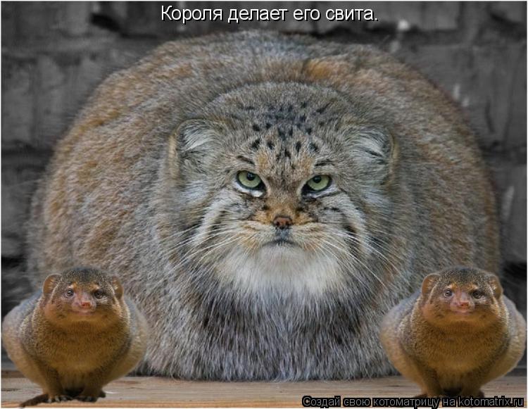 Котоматрица: Короля делает его свита.
