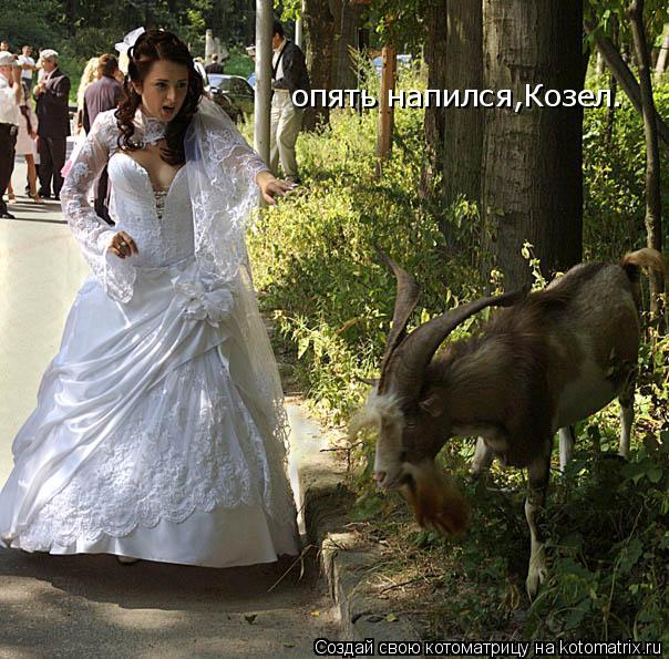 Котоматрица: опять напился,Козел.