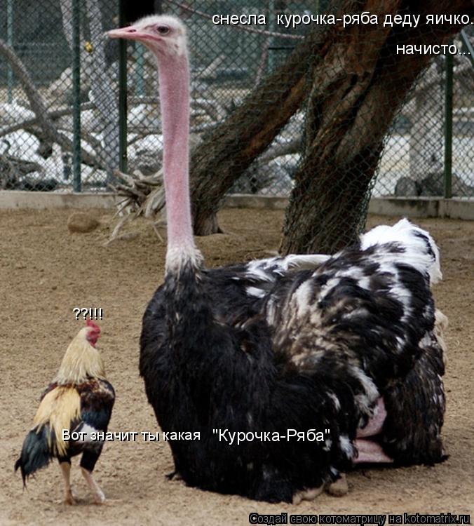 Котоматрица: снесла  курочка-ряба деду яичко... начисто... "Курочка-Ряба" Вот значит ты какая  ??!!!