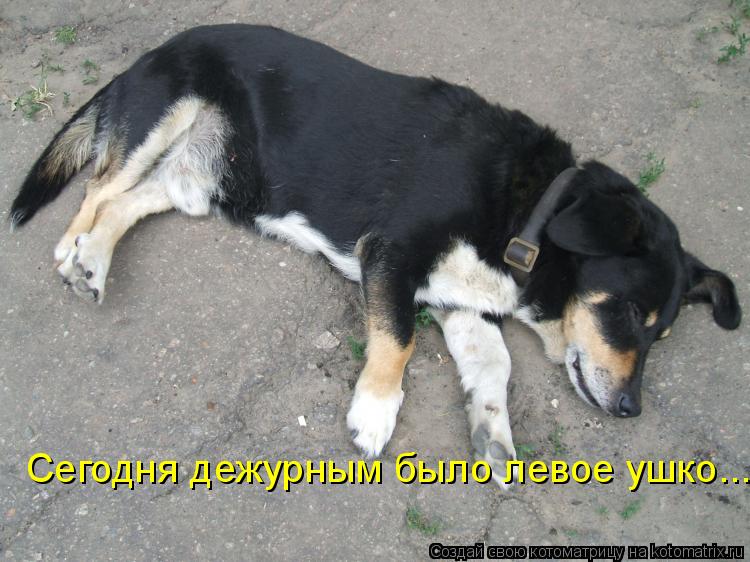 Котоматрица: Сегодня дежурным было левое ушко...