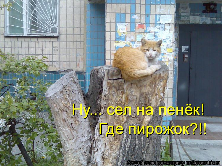Котоматрица: Где пирожок?!! Ну... сел на пенёк!