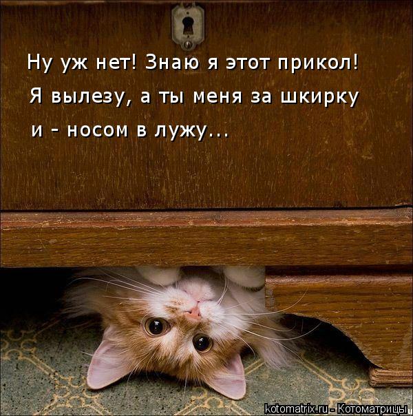 Ну уж нет! Знаю я этот прикол! Я вылезу, а ты меня за шкирку и - носом в лужу...... Котоматрица: Ну уж нет! Знаю я этот прикол! Я вылезу, а ты меня за шкирку и - носом в лужу...