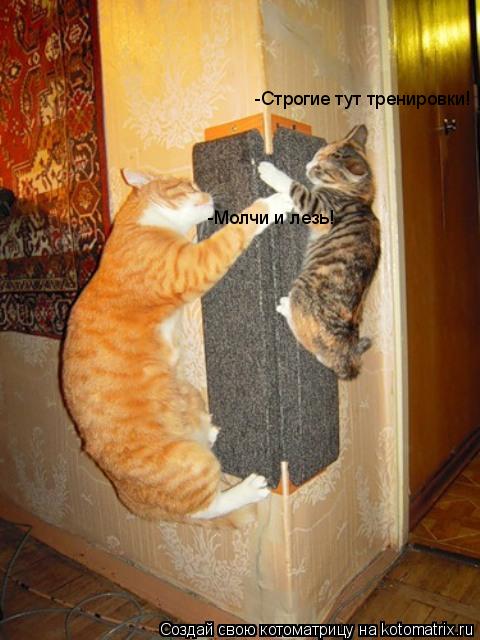 Котоматрица: -Строгие тут тренировки! -Молчи и лезь!