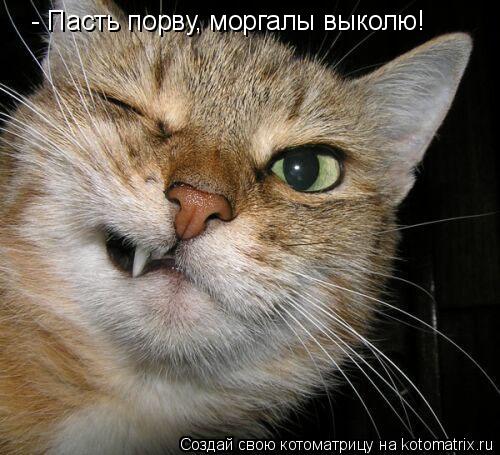 Котоматрица: - Пасть порву, моргалы выколю!